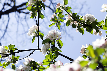Image showing full-bloom fruit trees