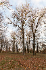 Image showing autumn yellow foliage