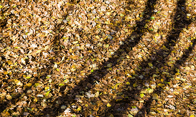 Image showing yellowed trees