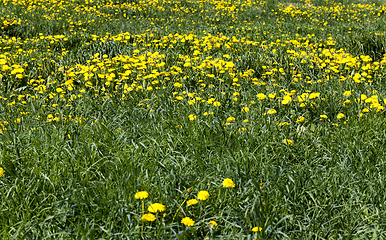 Image showing field with dandelions