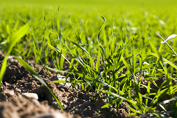 Image showing wheat grass