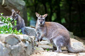 Image showing Red-necked Wallaby, australian kangaroo