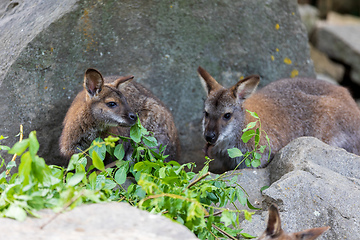 Image showing Red-necked Wallaby, australian kangaroo