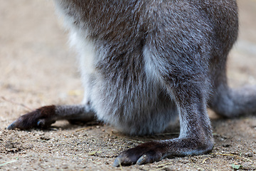 Image showing female of kangaroo with small baby in bag