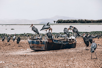 Image showing The marabou stork Ethiopia Africa wildlife