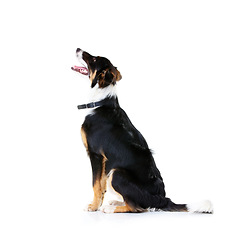 Image showing Border collie, pet and dog in studio, white background and mockup space. Dogs, loyalty and pets on studio background waiting for attention, playing and puppy training, curious animals and black fur