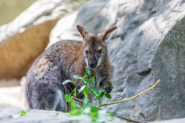 Image showing Red-necked Wallaby, australian kangaroo