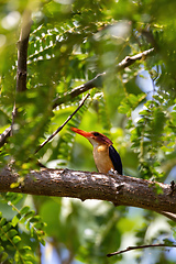 Image showing bird African pygmy kingfisher, Ethiopia Africa wildlife