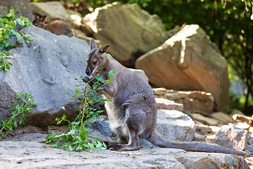 Image showing Red-necked Wallaby, australian kangaroo