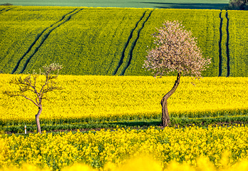 Image showing Beautiful rape field summer rural landscape