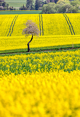 Image showing Beautiful rape field summer rural landscape