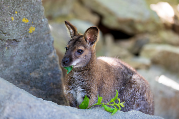 Image showing Red-necked Wallaby, australian kangaroo