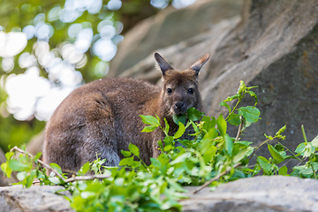 Image showing Red-necked Wallaby, australian kangaroo