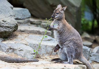 Image showing female of kangaroo with small baby in bag