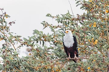 Image showing African Fish Eagle Ethiopia Africa wildlife