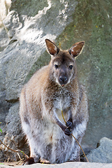 Image showing Red-necked Wallaby, australian kangaroo