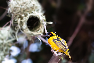 Image showing Male Northern Masked Weaver, Ethiopia