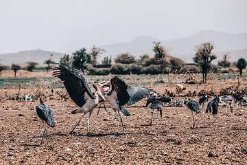 Image showing The marabou stork Ethiopia Africa wildlife