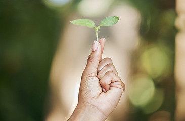 Image showing Black woman, hands or holding leaf sapling in agriculture, sustainability care or future growth planning in climate change hope. Zoom, farmer or green seedling plants in environment or nature garden