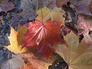 Image showing Autumn leafs again