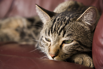 Image showing Lazy Cat
