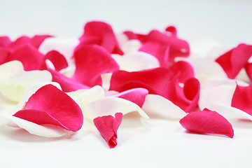 Image showing Rose petals