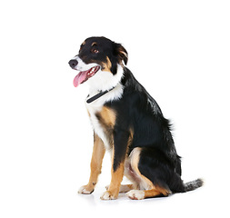 Image showing Border collie, pet and dog sitting on studio background, backdrop and mockup space. Dogs, loyalty and pets on white background waiting for attention, playing or training of cute friendly puppy animal