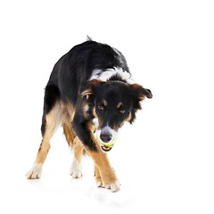 Image showing Border collie, dog and playing with tennis ball in studio, white background and mockup. Dogs, happy animals and ball toys of cute pets playing on studio background, fun game and walk on mock up space