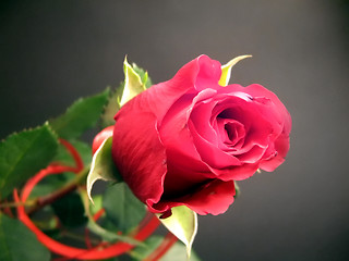 Image showing Rose