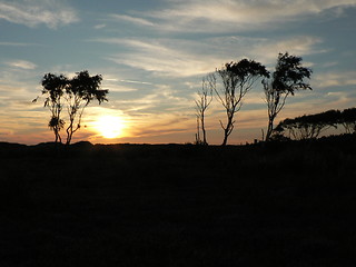 Image showing Sunset over trees