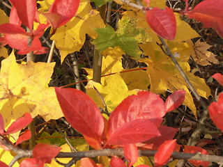 Image showing Autumn leafs