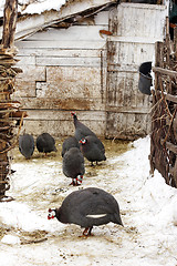 Image showing Rare Morka Turkeys in farmyard wintertime