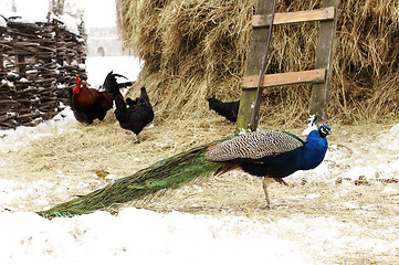 Image showing peacock in farmyard winter serbia