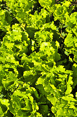Image showing Lettuces growing in a garden