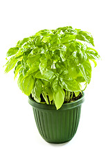 Image showing Green basil in a pot