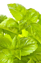 Image showing Green basil close up