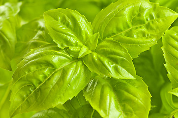 Image showing Green basil close up