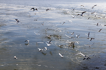 Image showing seascape on the Baltic sea