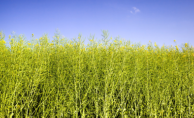 Image showing rapeseed field full