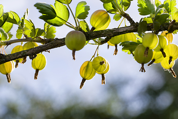 Image showing green gooseberry