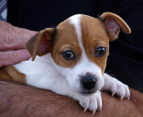 Image showing Pup in arms