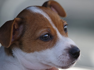 Image showing Puppy