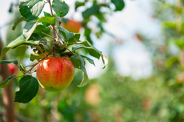 Image showing Apple tree with apples