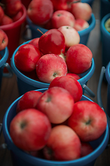 Image showing Bucket with apples