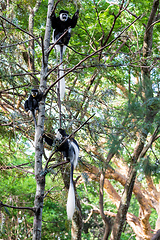 Image showing family of Colobus guereza, Ethiopia, Africa wildlife