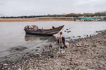 Image showing The marabou stork Ethiopia Africa wildlife