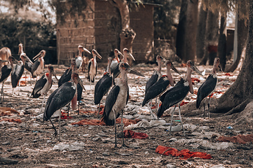 Image showing The marabou stork Ethiopia Africa wildlife