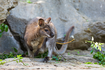 Image showing Red-necked Wallaby, australian kangaroo