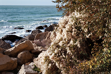 Image showing Autumn coast of the Caspian Sea.