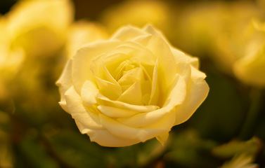 Image showing Yellow, rose and a flower in nature, a garden or environment during the summer or spring season. Closeup, flowers and growth with a vibrant plant or natural foliage outdoor in the wilderness